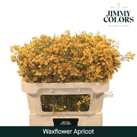 <h4>Waxflower L70 Apricot</h4>