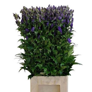 Aconitum Car Arendsii