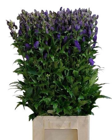 <h4>Aconitum Car Arendsii</h4>