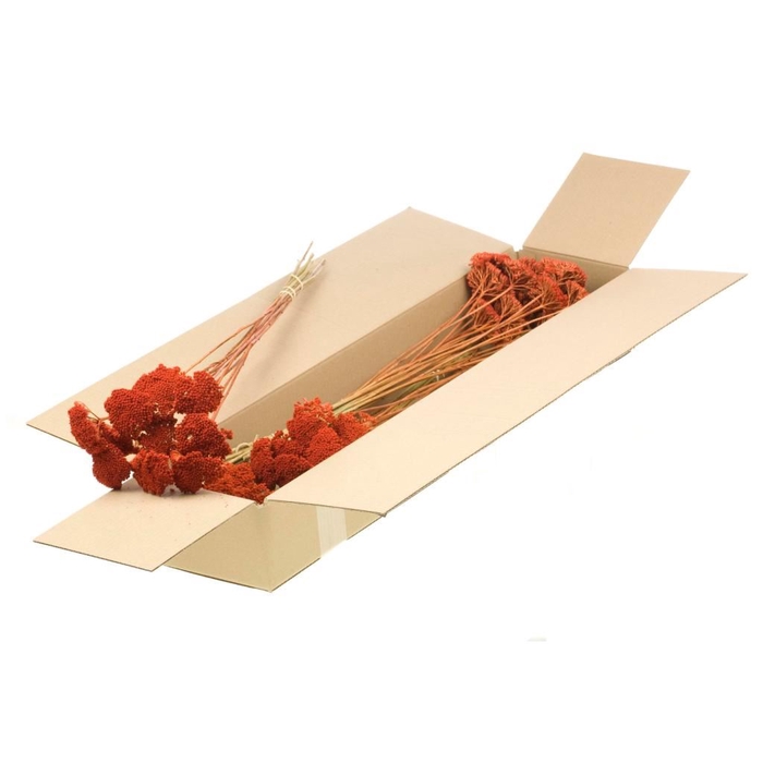 <h4>Achillea parker SB burnt orange</h4>