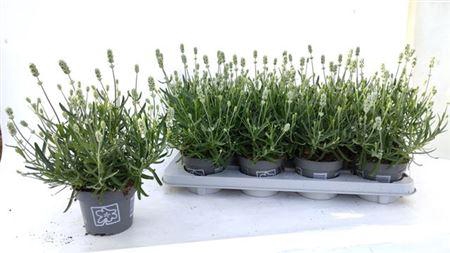 <h4>Lavandula White Summer</h4>