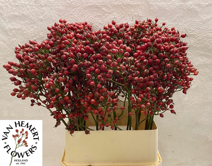 <h4>ROSA MAG SUNSET</h4>