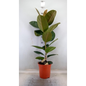 Ficus elastica 'Robusta'