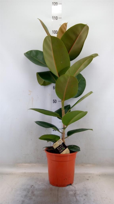 <h4>Ficus elastica 'Robusta'</h4>