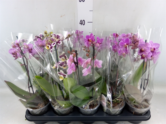 <h4>Phalaenopsis multi.   ...mix  4</h4>