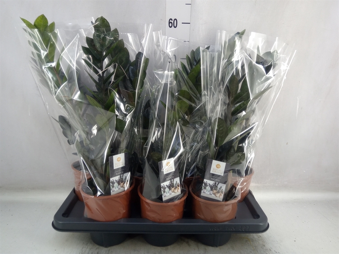 <h4>Zamioculcas zamiifolia 'Dowon'</h4>