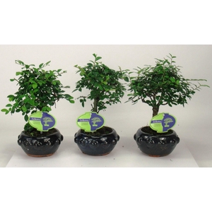 Zelkova parvifolia, 13cm., broom, without driptray