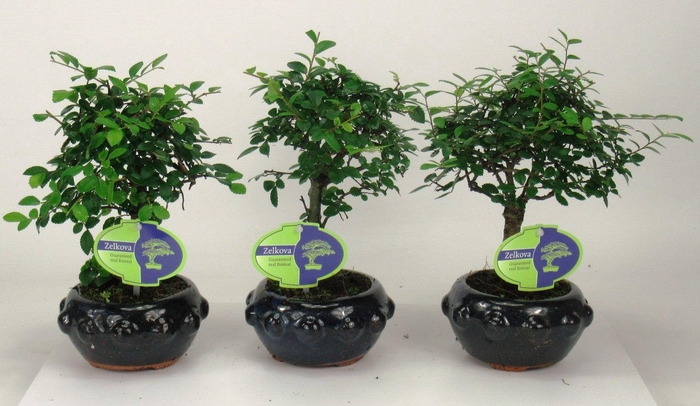 <h4>Zelkova parvifolia, 13cm., broom, without driptray</h4>