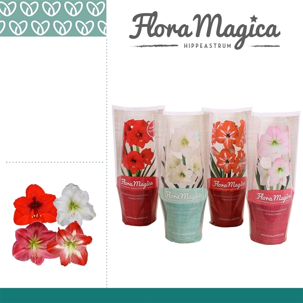<h4>Hippeastrum Mix 2 knop FM Hoes</h4>