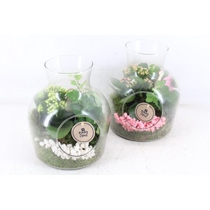 arr2 PL - Glas vaas marlies x6 - roze/wit
