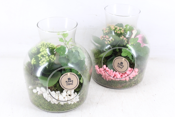 <h4>arr2 PL - Glas vaas marlies x6 - roze/wit</h4>