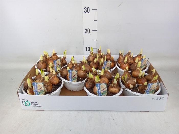 <h4>Narcissus DU 'Bridal Crown'</h4>