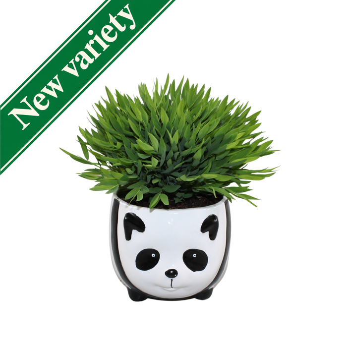 <h4>Bambusa Pogonatherum Ceylona in Panda keramiek</h4>