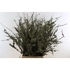 Larix Takken Fresh 100cm P Bunch