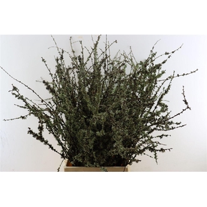 Larix Takken Fresh 100cm P Bunch