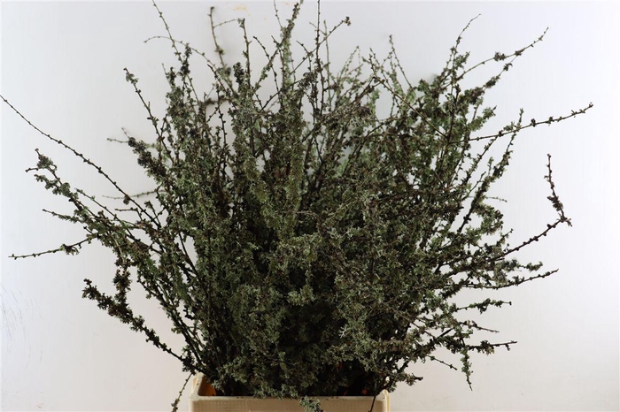 <h4>Larix Takken Fresh 100cm P Bunch</h4>