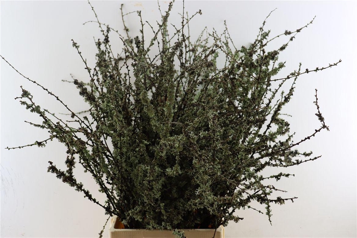 Larix Takken Fresh 100cm P Bunch