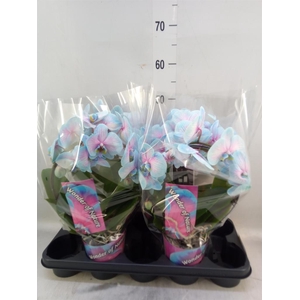 Phalaenopsis   ...