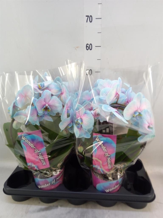 <h4>Phalaenopsis   ...</h4>