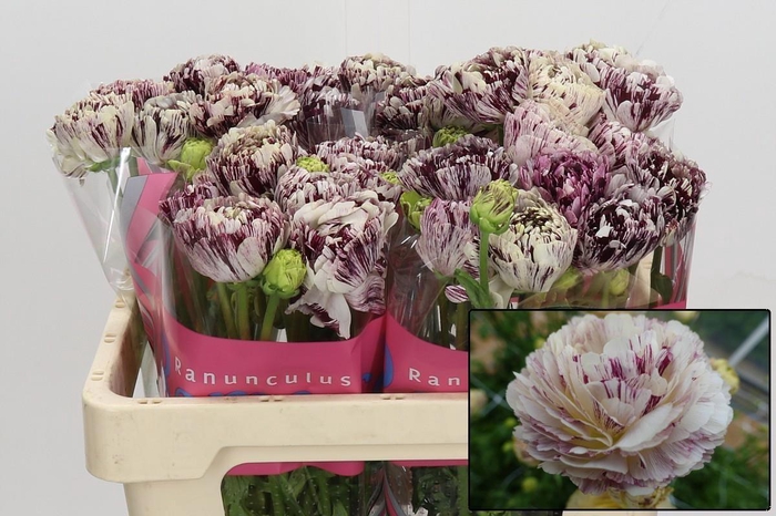 <h4>RAN BRUSHM GALTHIE</h4>