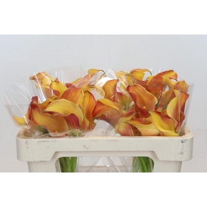 Zantedeschia Morning Sun