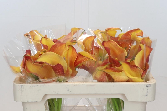 <h4>Zantedeschia Morning Sun</h4>