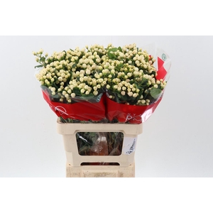 Hyp Cool Rom Spray 60cm