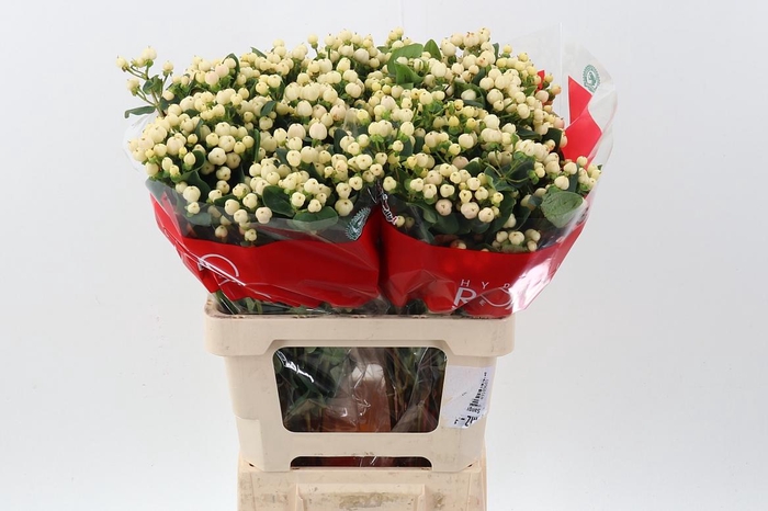 <h4>Hyp Cool Rom Spray 60cm</h4>