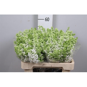 Syr V Mme Fl Stepman 4+