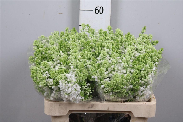 <h4>Syr V Mme Fl Stepman 4+</h4>