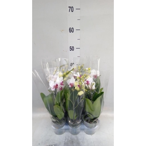 Phalaenopsis multi. 'FC Safe Haven'