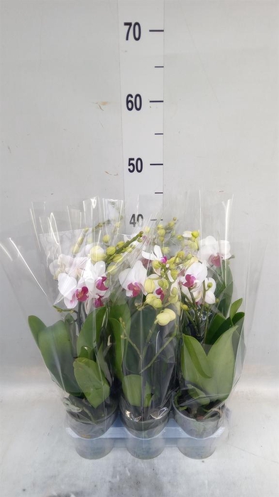 <h4>Phalaenopsis multi. 'FC Safe Haven'</h4>
