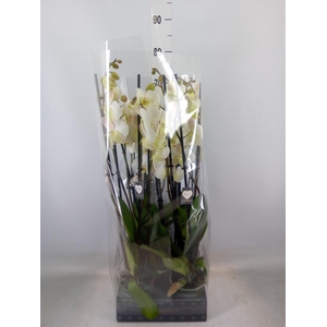Phalaenopsis   ...white