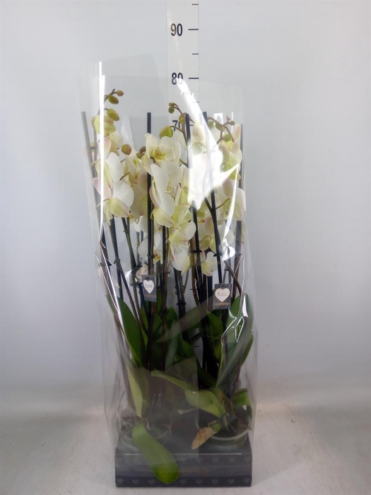 <h4>Phalaenopsis   ...white</h4>
