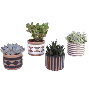 Succulenten mix Ø12cm in Ø14cm Ceramic Pot Rustic Pattern