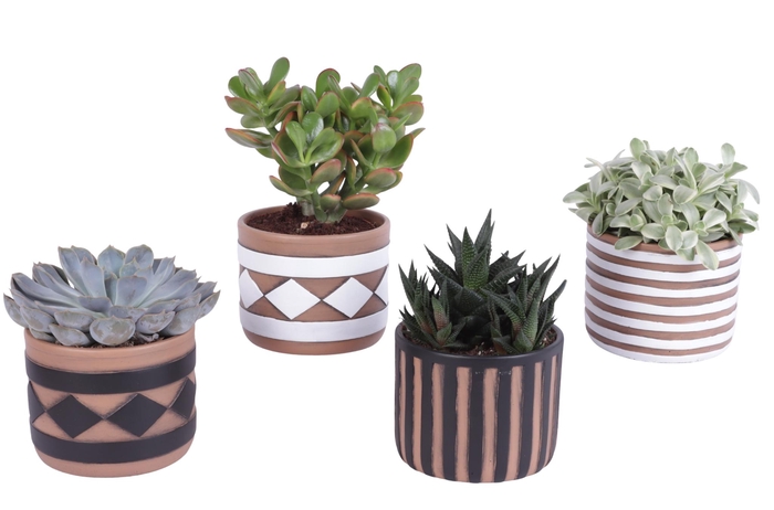 <h4>Succulenten mix Ø12cm in Ø14cm Ceramic Pot Rustic Pattern</h4>