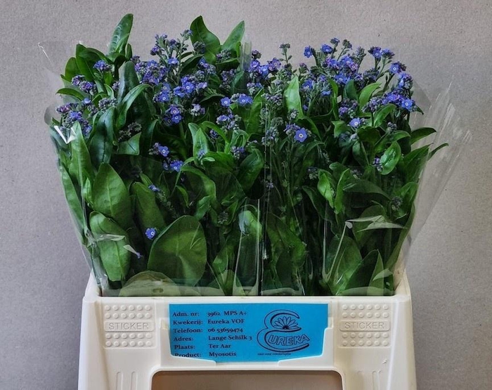 <h4>MYOS AL BLUE MEMORY</h4>