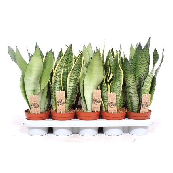 <h4>Sansevieria mix</h4>