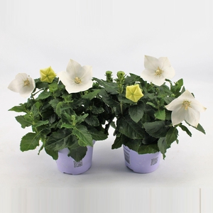 Platycodon grandiflorus Astra Whit
