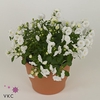 Campanula X White Bali 10,5Ø 17cm