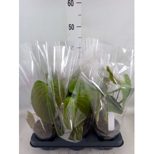 Philodendron   ...