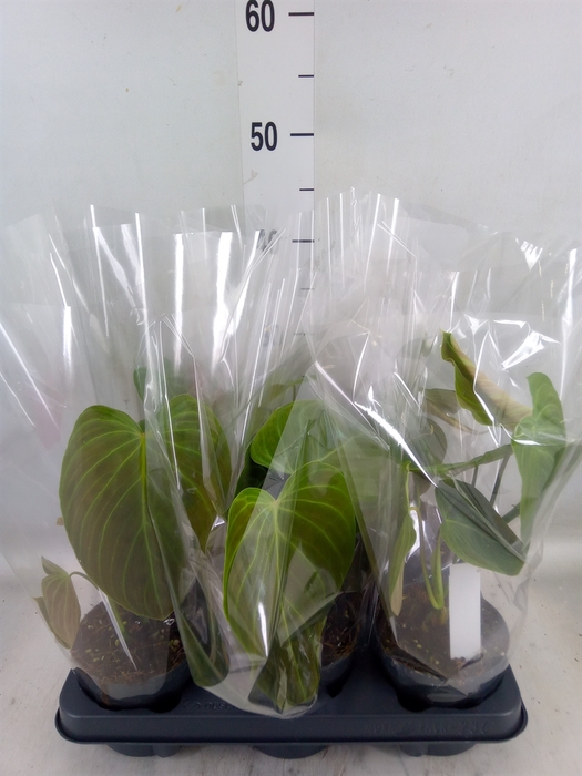 <h4>Philodendron   ...</h4>