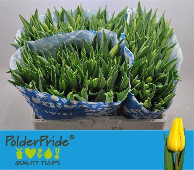 <h4>TU EN STRONG GOLD</h4>