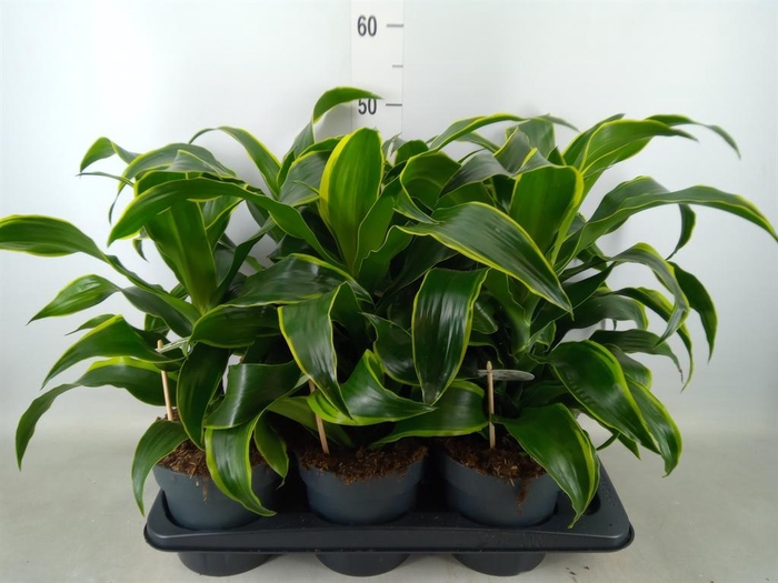 <h4>Dracaena frag. 'Dorado'</h4>
