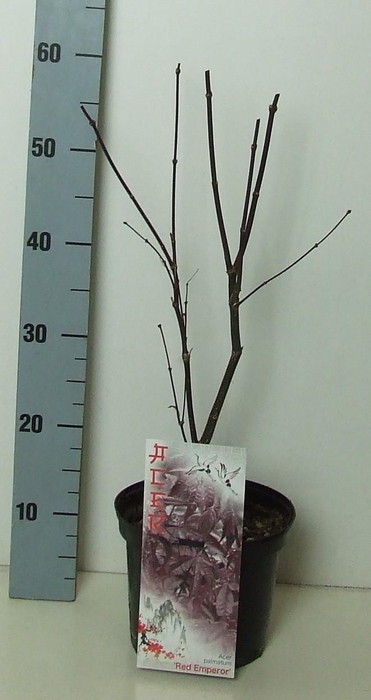 <h4>Acer palmatum 'Red Emperor' P19 Full CC</h4>