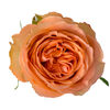 R Gr Country Home Peach 50cm EC