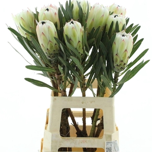Protea White Night