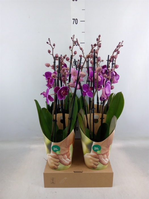 <h4>Phalaenopsis   ...lilac</h4>