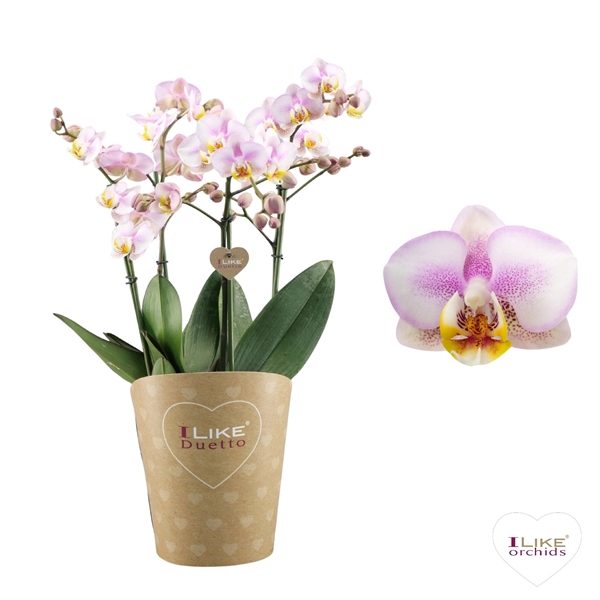 <h4>Duetto Multi - Carola 60+</h4>