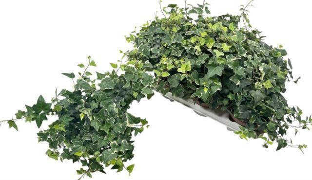 <h4>HED HE TAMARA</h4>